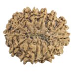 14 Mukhi Rudraksha 27.9mm 4.1gm - Rudraksha back