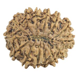 14 Mukhi Rudraksha 27.9mm 4.1gm - Rudraksha back