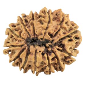 13 Mukhi Rudraksha 29.4mm 4gm - Rudraksha back