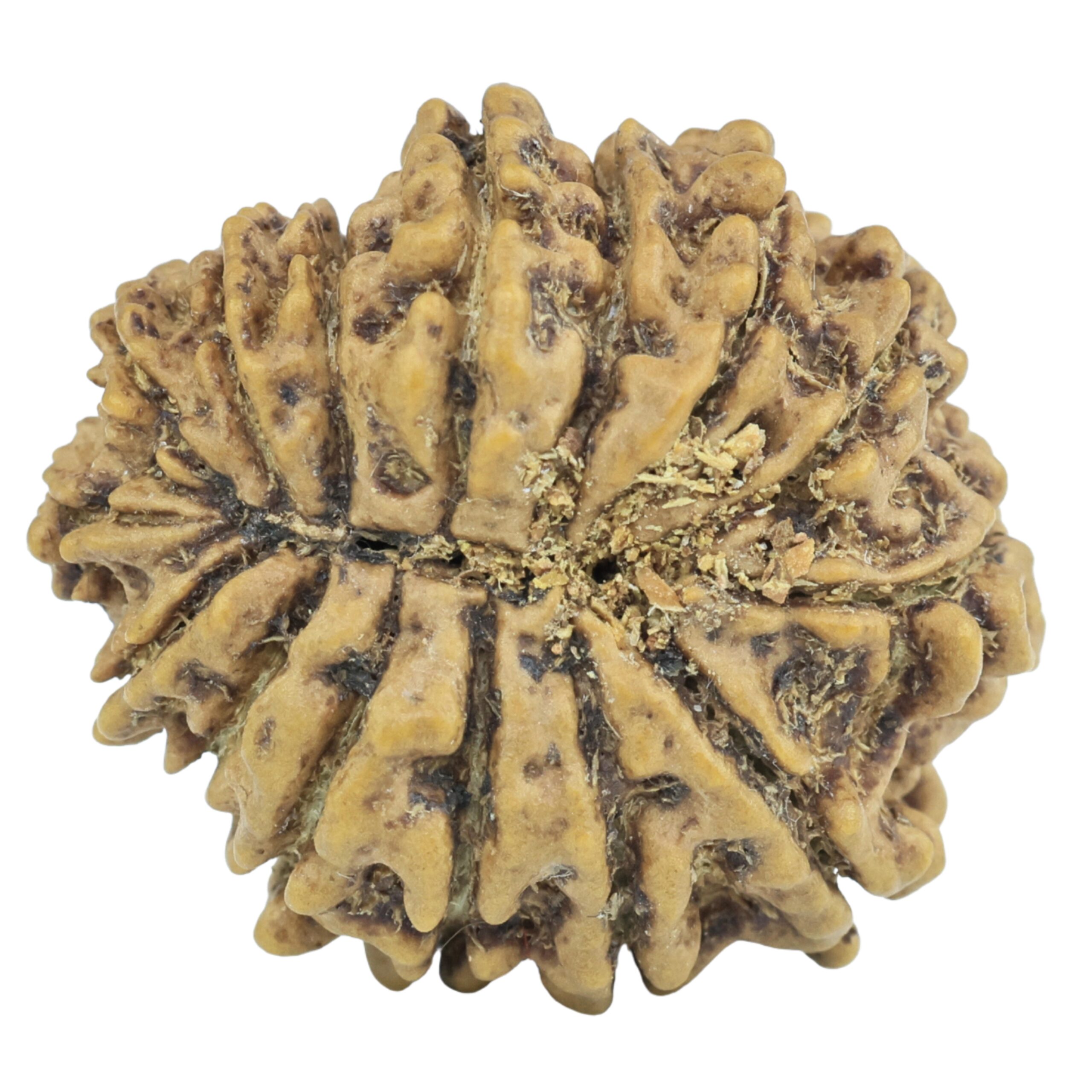 15 Mukhi Rudraksha 23.1mm 2.73gm - Rudraksha back