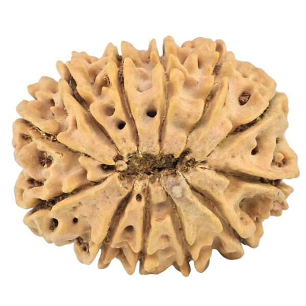 12 Mukhi Rudraksha 31.5mm 6.57gm - Rudraksha back
