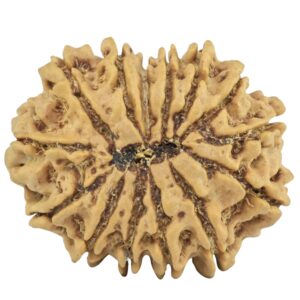 14 Mukhi Rudraksha 26.7mm 3.94gm - Rudraksha back