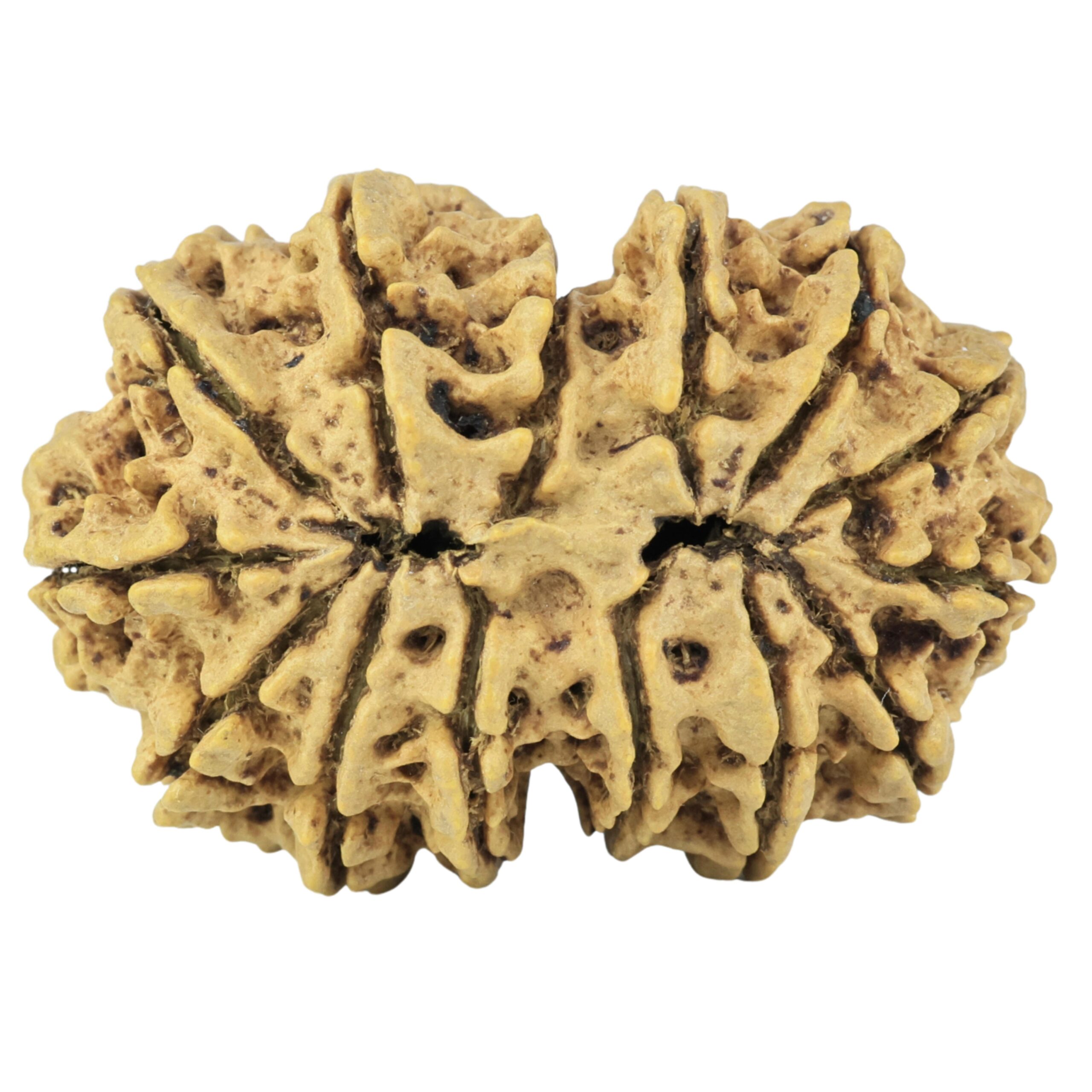 14 Mukhi Gaurishankar 33.6mm 5.93gm - Rudraksha back