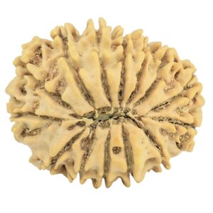 14 Mukhi Rudraksha 28mm 4.47gm - Rudraksha back