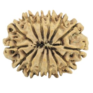14 Mukhi Rudraksha 30.2mm 5gm - Rudraksha back