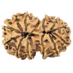 13 Mukhi Gaurishankar 29.7mm 3.8gm - Rudraksha back