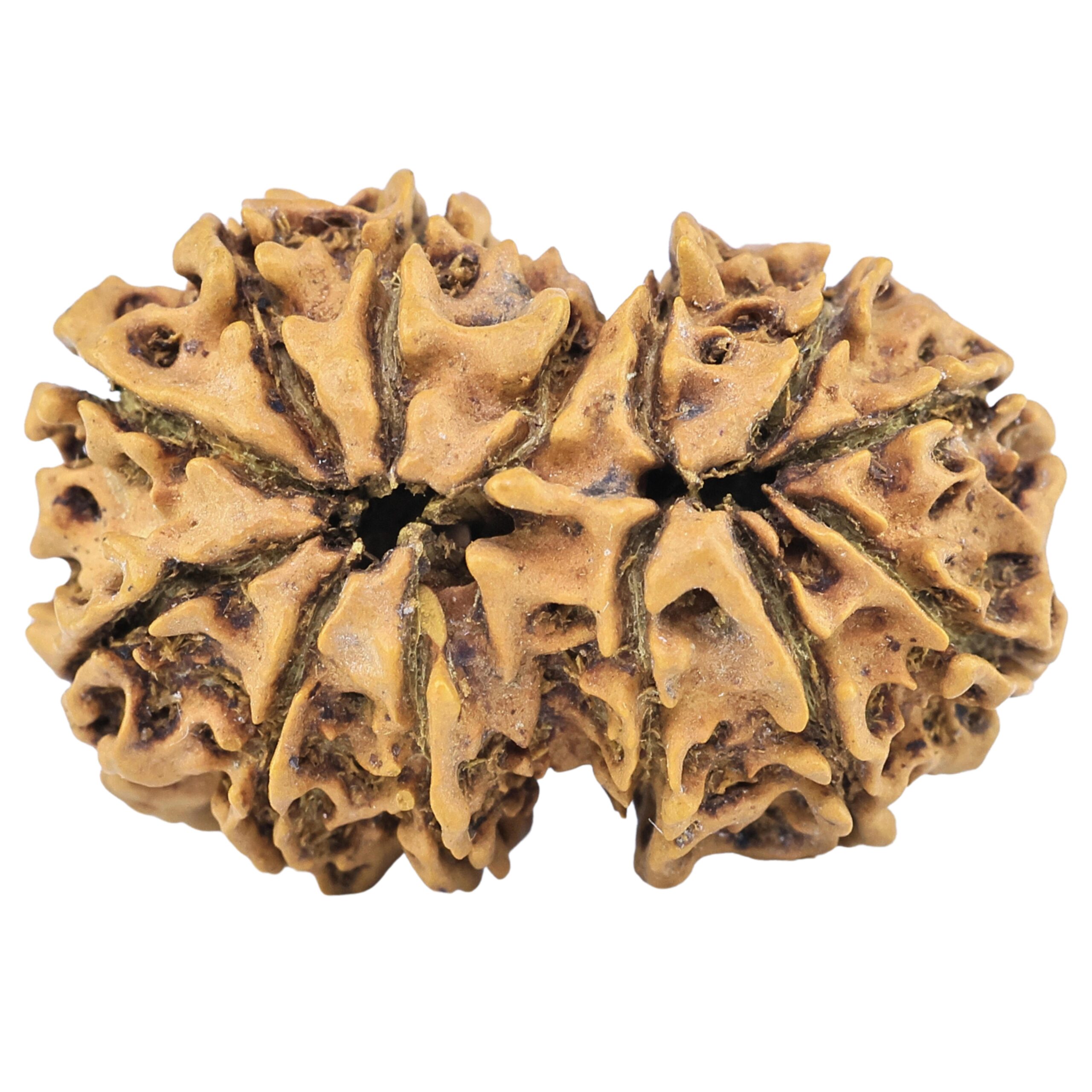 13 Mukhi Gaurishankar 29.7mm 3.8gm - Rudraksha back