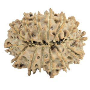 14 Mukhi Rudraksha 25.6mm 3.2gm - Rudraksha back