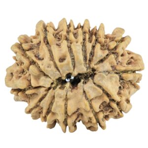 13 Mukhi Rudraksha 29.2mm 4.74gm - Rudraksha back