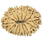 14 Mukhi Rudraksha 28.4mm 3.56gm - Rudraksha back