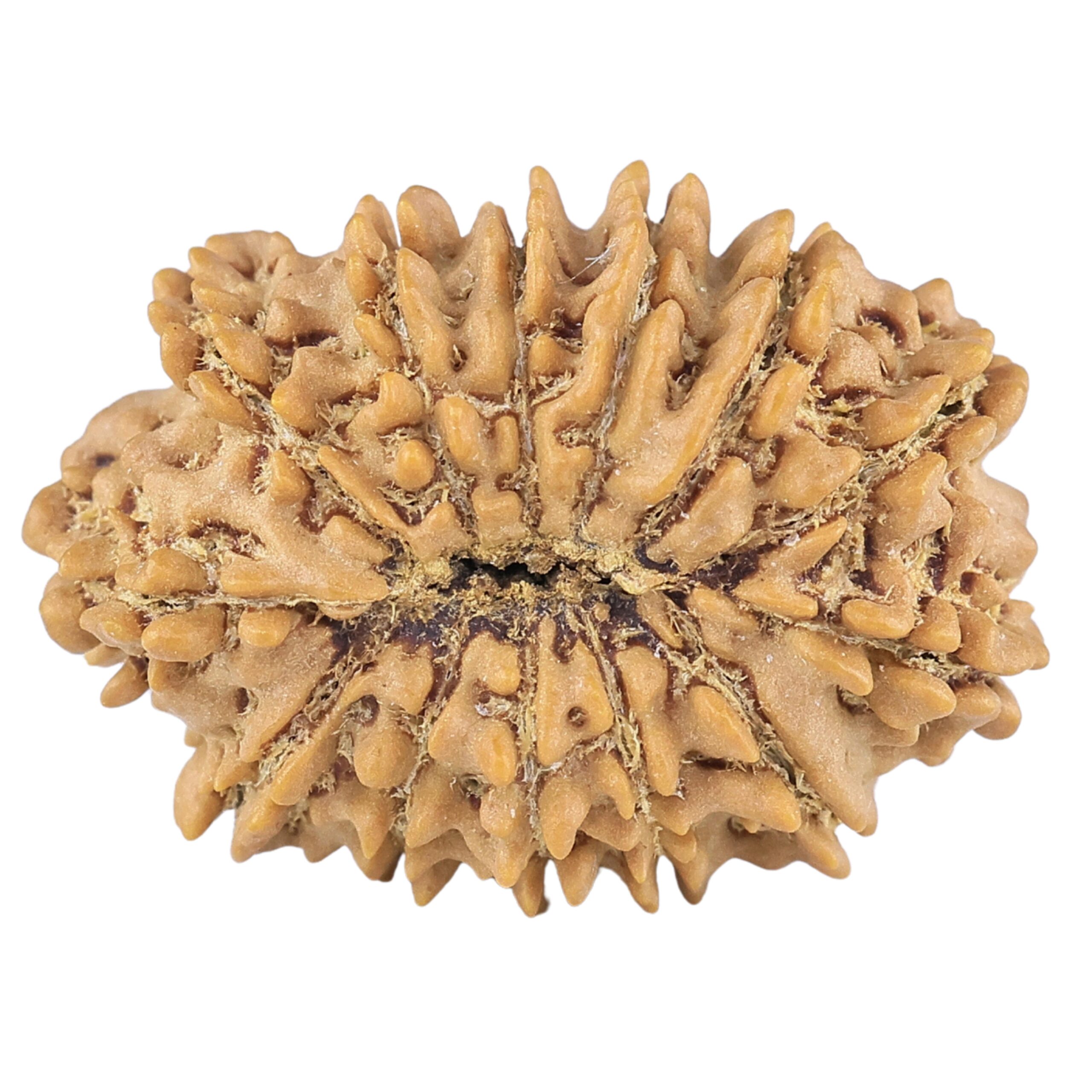 13 Mukhi Rudraksha 21.1mm 2gm - Rudraksha back