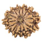 13 Mukhi Rudraksha 24mm 3.47gm - Rudraksha