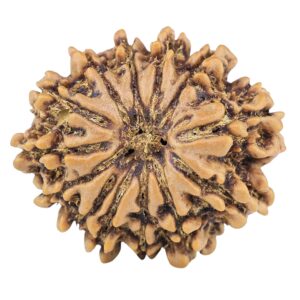 13 Mukhi Rudraksha 24mm 3.47gm - Rudraksha