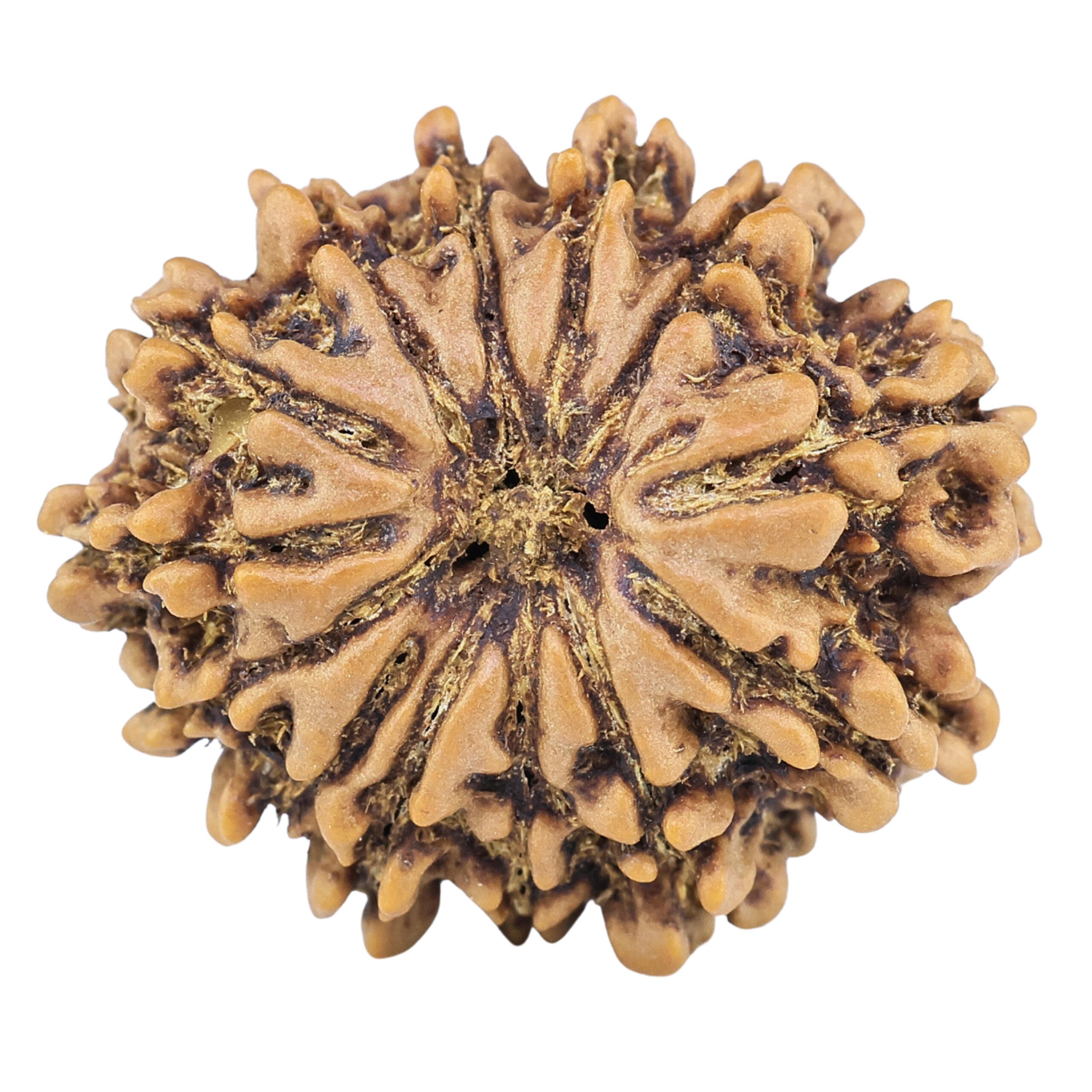 13 Mukhi Rudraksha 24mm 3.47gm - Rudraksha
