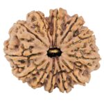 12 Mukhi Rudraksha 35.8mm 10.16gm - Rudraksha