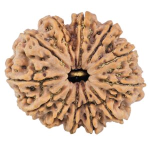 12 Mukhi Rudraksha 35.8mm 10.16gm - Rudraksha