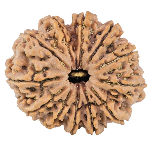12 Mukhi Rudraksha 35.8mm 10.16gm - Rudraksha