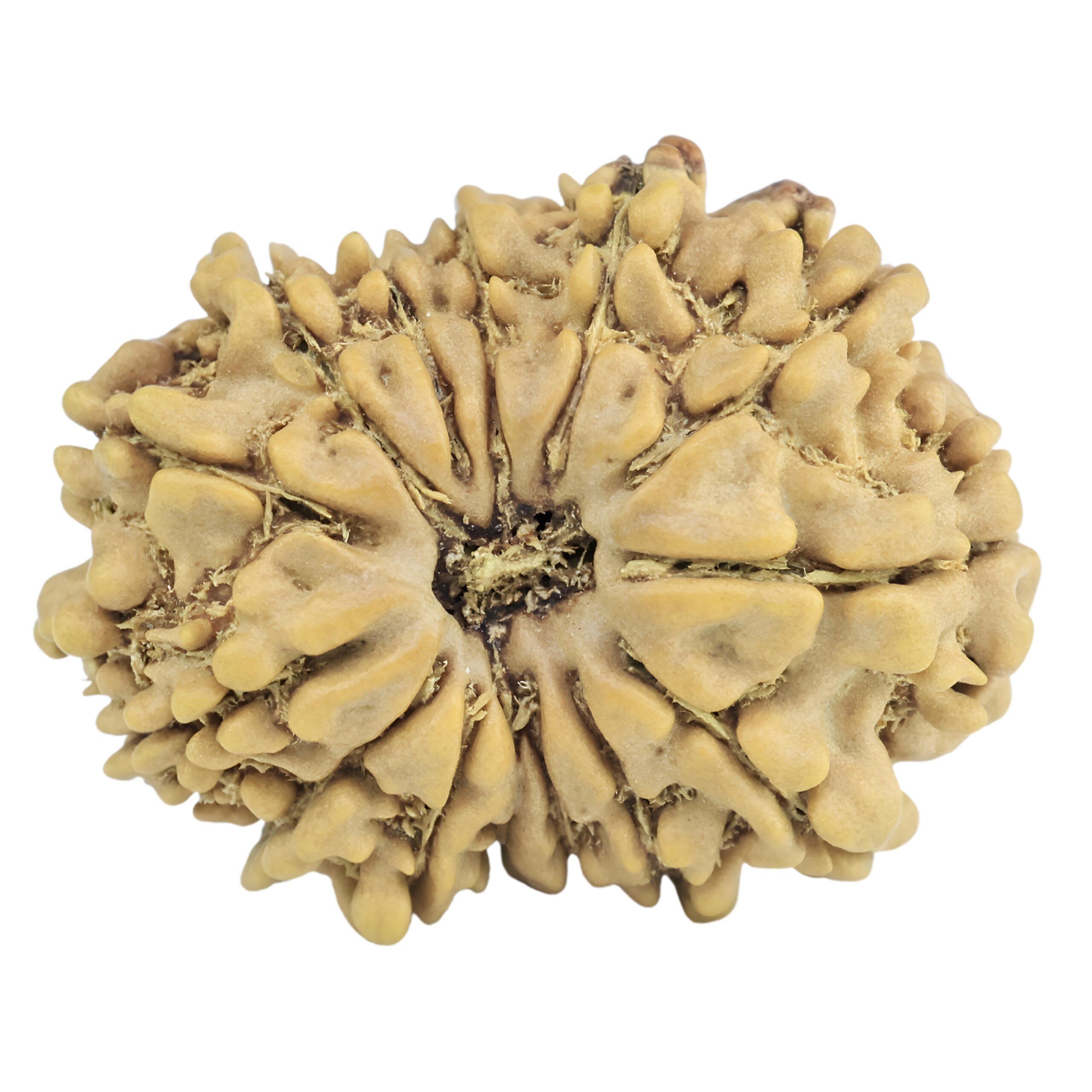 14 Mukhi Rudraksha 24.6mm 3gm - Rudraksha