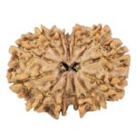 13 Mukhi Gaurishankar 28.1mm 4.53gm - Rudraksha