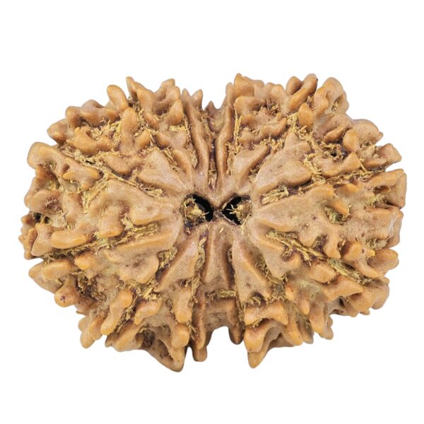 13 Mukhi Gaurishankar 28.1mm 4.53gm - Rudraksha