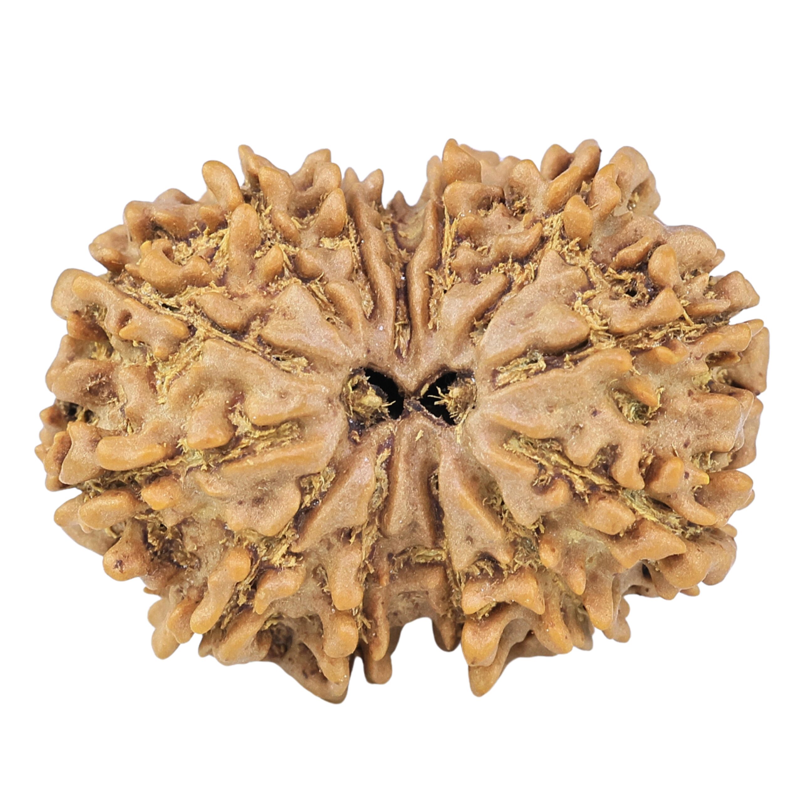 13 Mukhi Gaurishankar 28.1mm 4.53gm - Rudraksha