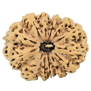 13 Mukhi Rudraksha 34.8mm 6.85gm - Rudraksha