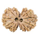 13 Mukhi Gaurishankar 28.6mm 4.53gm - Rudraksha