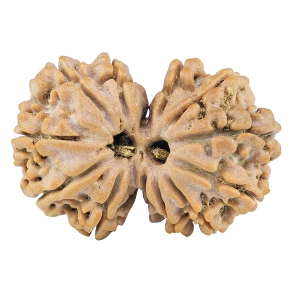13 Mukhi Gaurishankar 28.6mm 4.53gm - Rudraksha