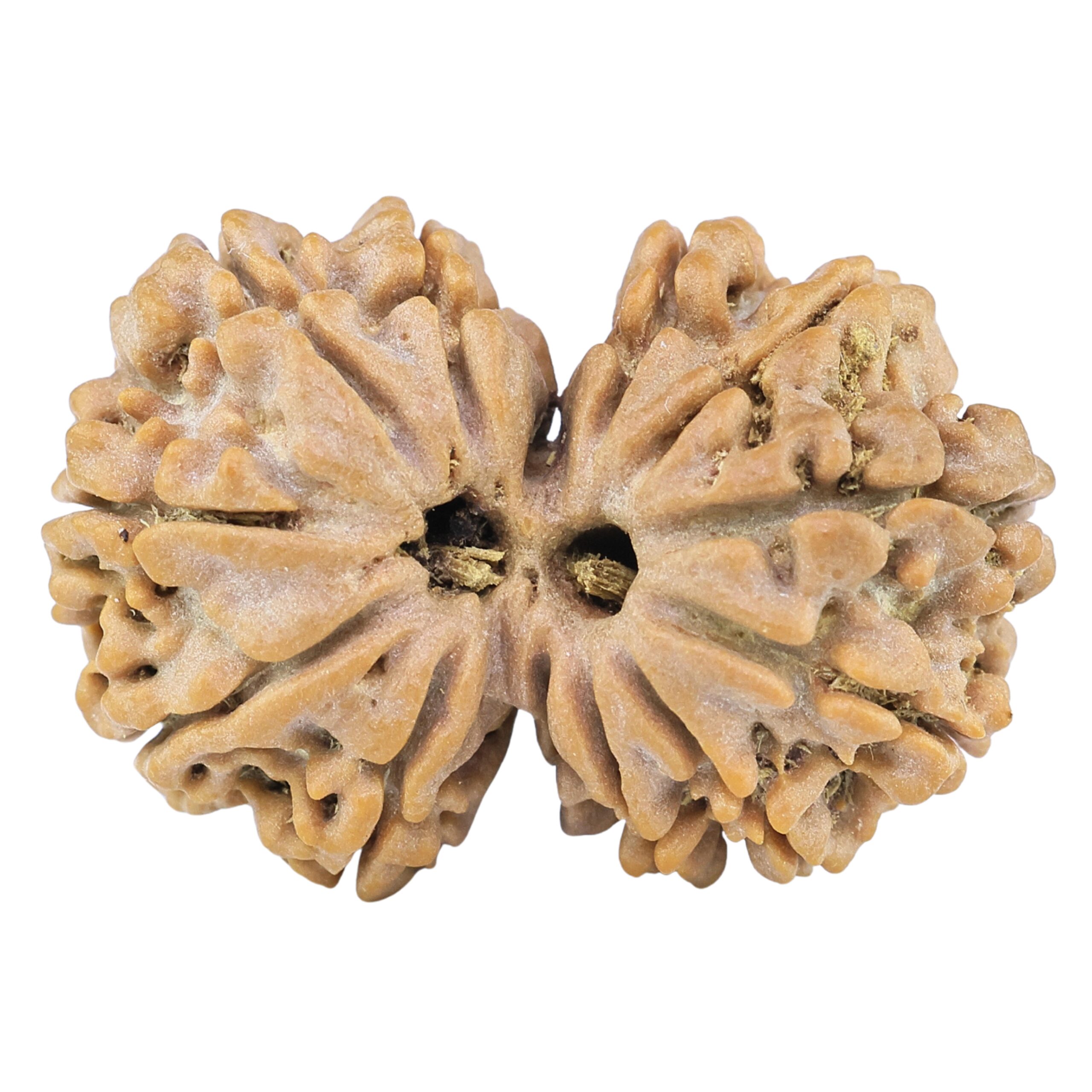 13 Mukhi Gaurishankar 28.6mm 4.53gm - Rudraksha