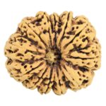 12 Mukhi Rudraksha 31.7mm 5.93gm - Rudraksha
