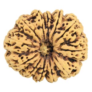 12 Mukhi Rudraksha 31.7mm 5.93gm - Rudraksha