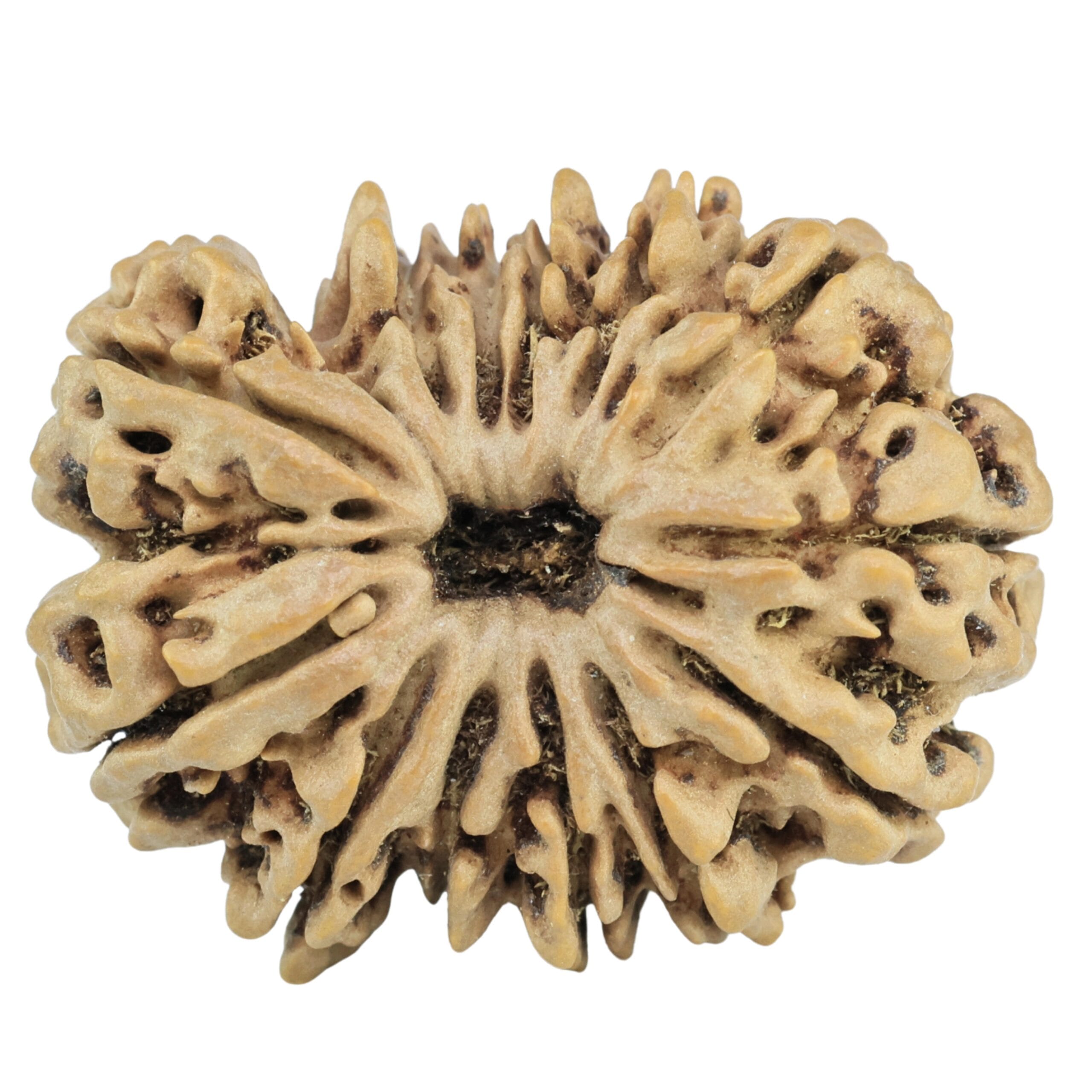 13 Mukhi Rudraksha 29.6mm 6gm - Rudraksha