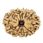 12 Mukhi Rudraksha 28.4mm 3.91gm - Rudraksha