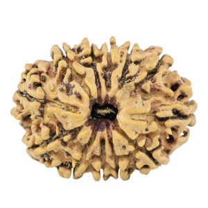 12 Mukhi Rudraksha 28.4mm 3.91gm - Rudraksha