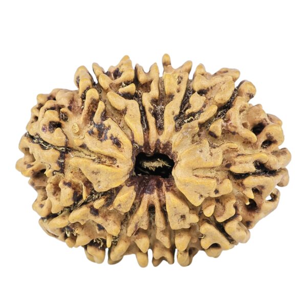 12 Mukhi Rudraksha 28.4mm 3.91gm - Rudraksha