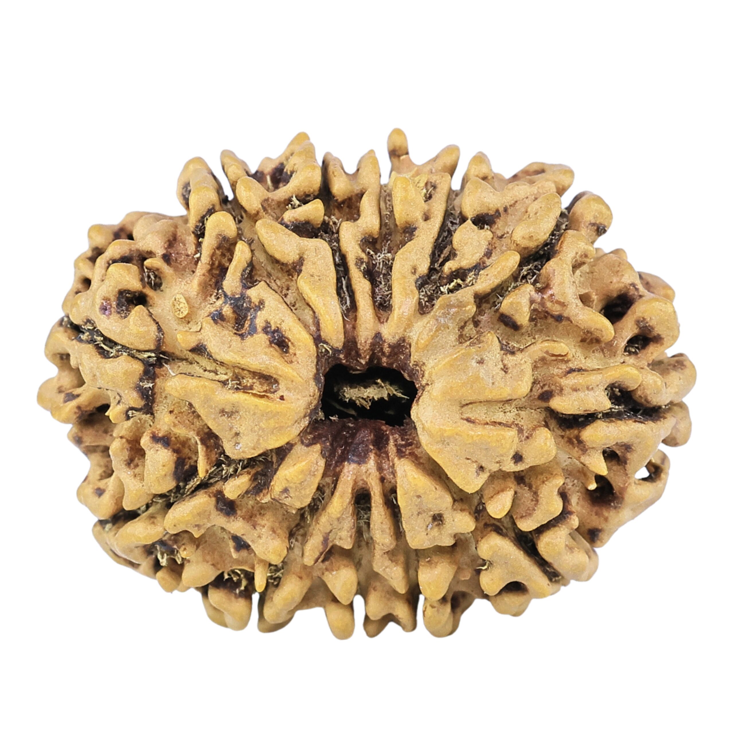 12 Mukhi Rudraksha 28.4mm 3.91gm - Rudraksha
