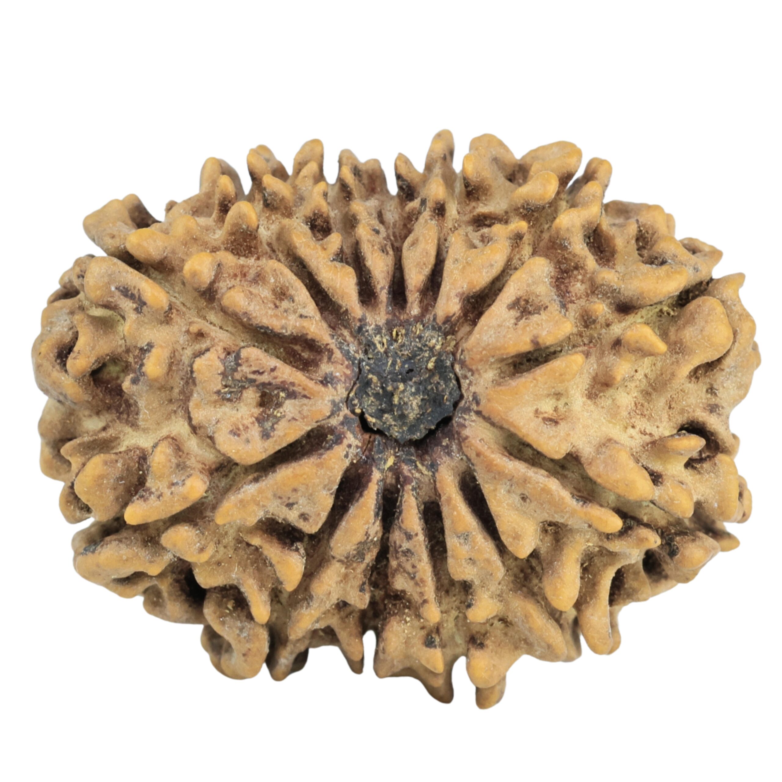 13 Mukhi Rudraksha 28.4mm 4.37gm - Rudraksha