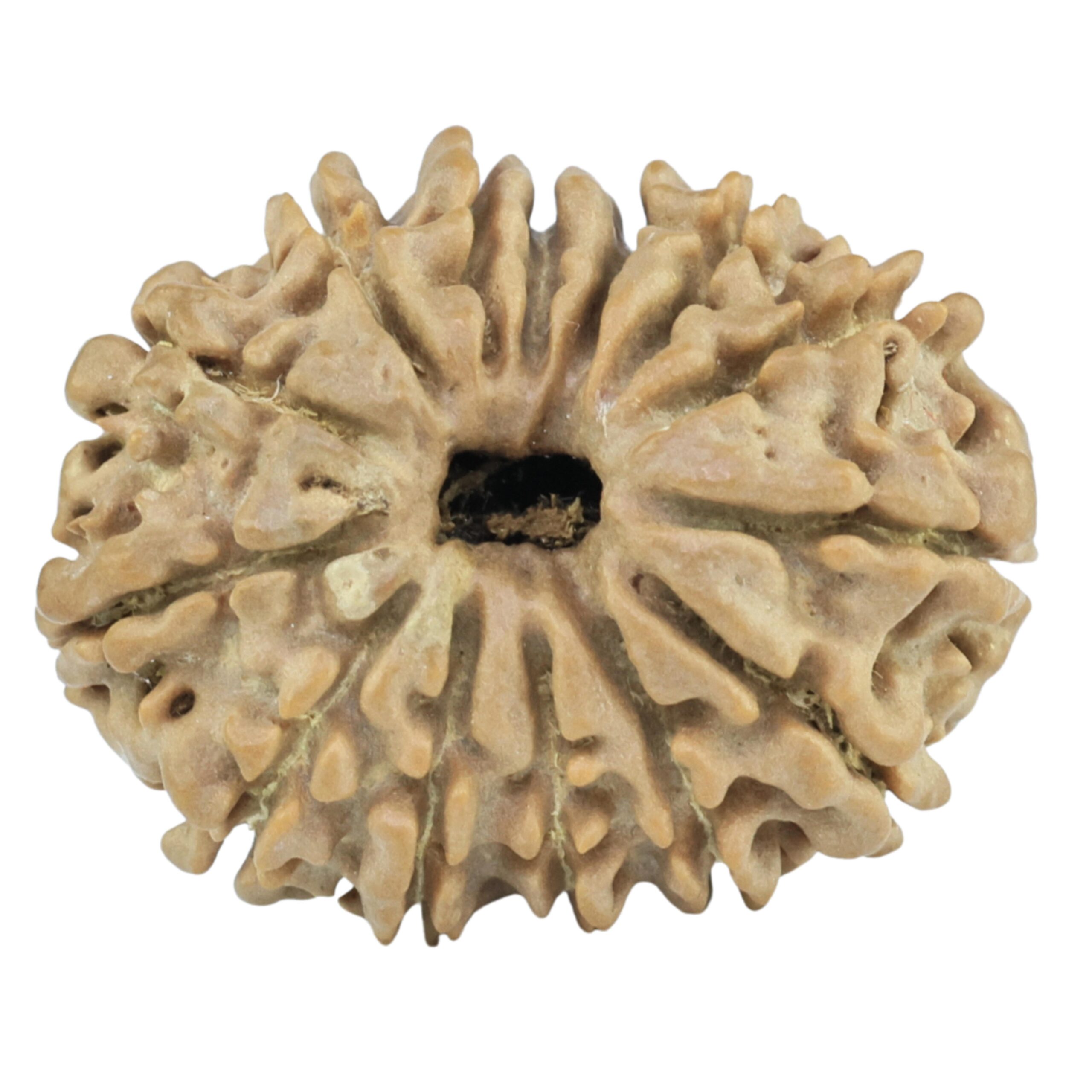 14 Mukhi Rudraksha 23.9mm 3.11gm - Rudraksha