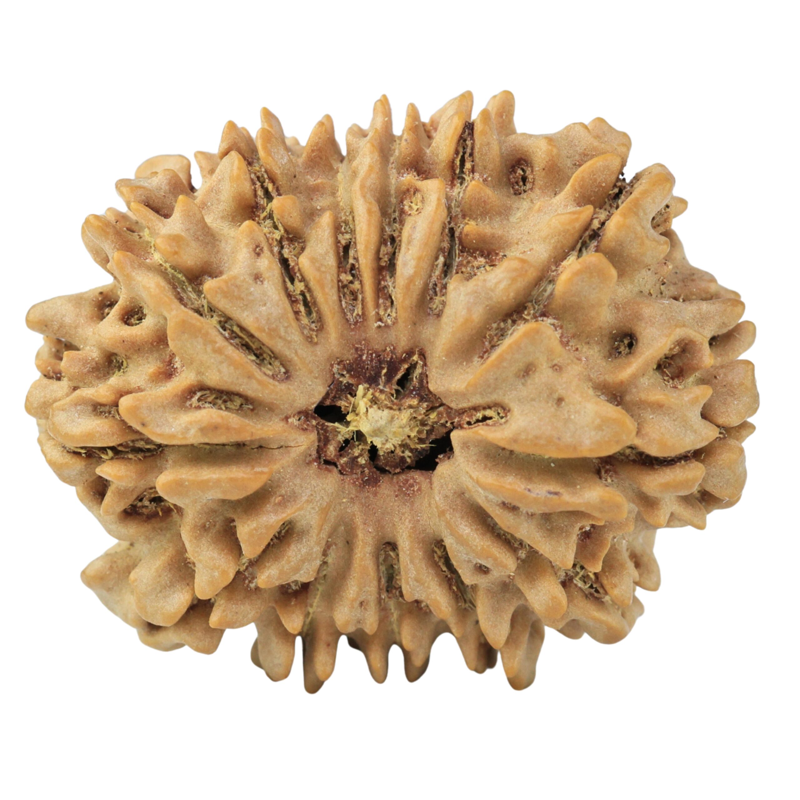 13 Mukhi Rudraksha 29.3mm 5.45gm - Rudraksha