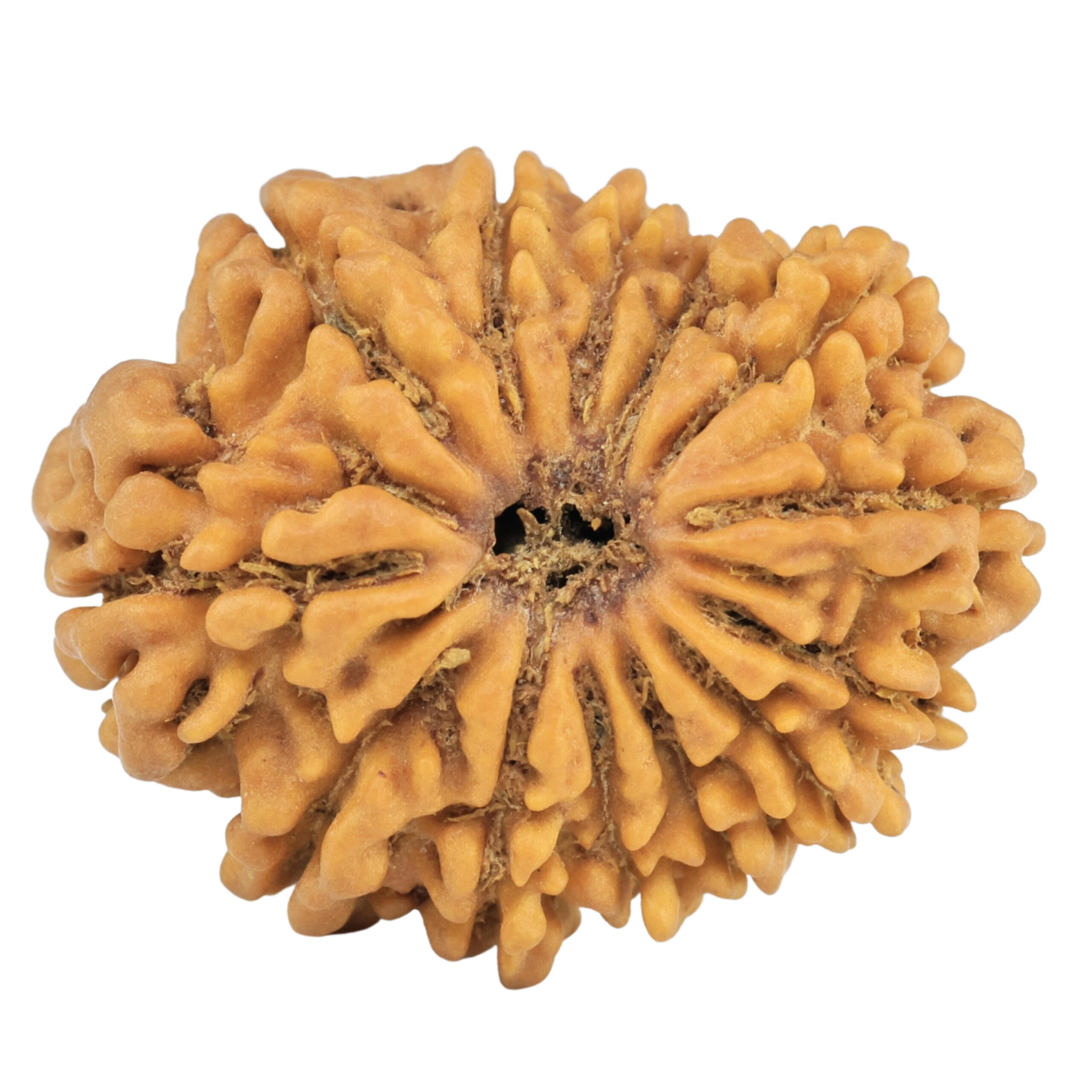 13 Mukhi Rudraksha 28.2mm 4.08gm - Rudraksha