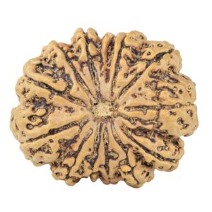 13 Mukhi Ganesh 31.2mm 6.67gm - Rudraksha