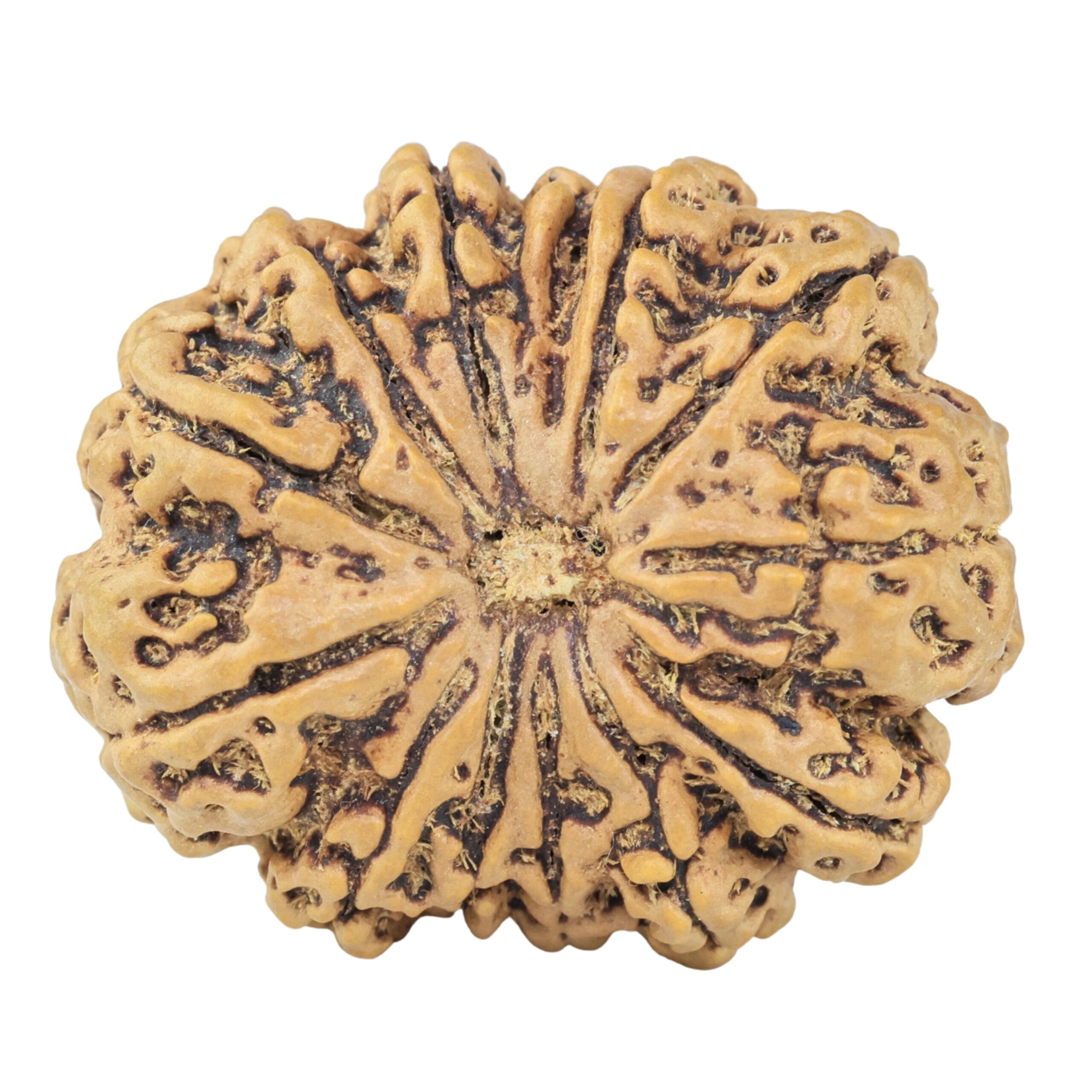 13 Mukhi Ganesh 31.2mm 6.67gm - Rudraksha
