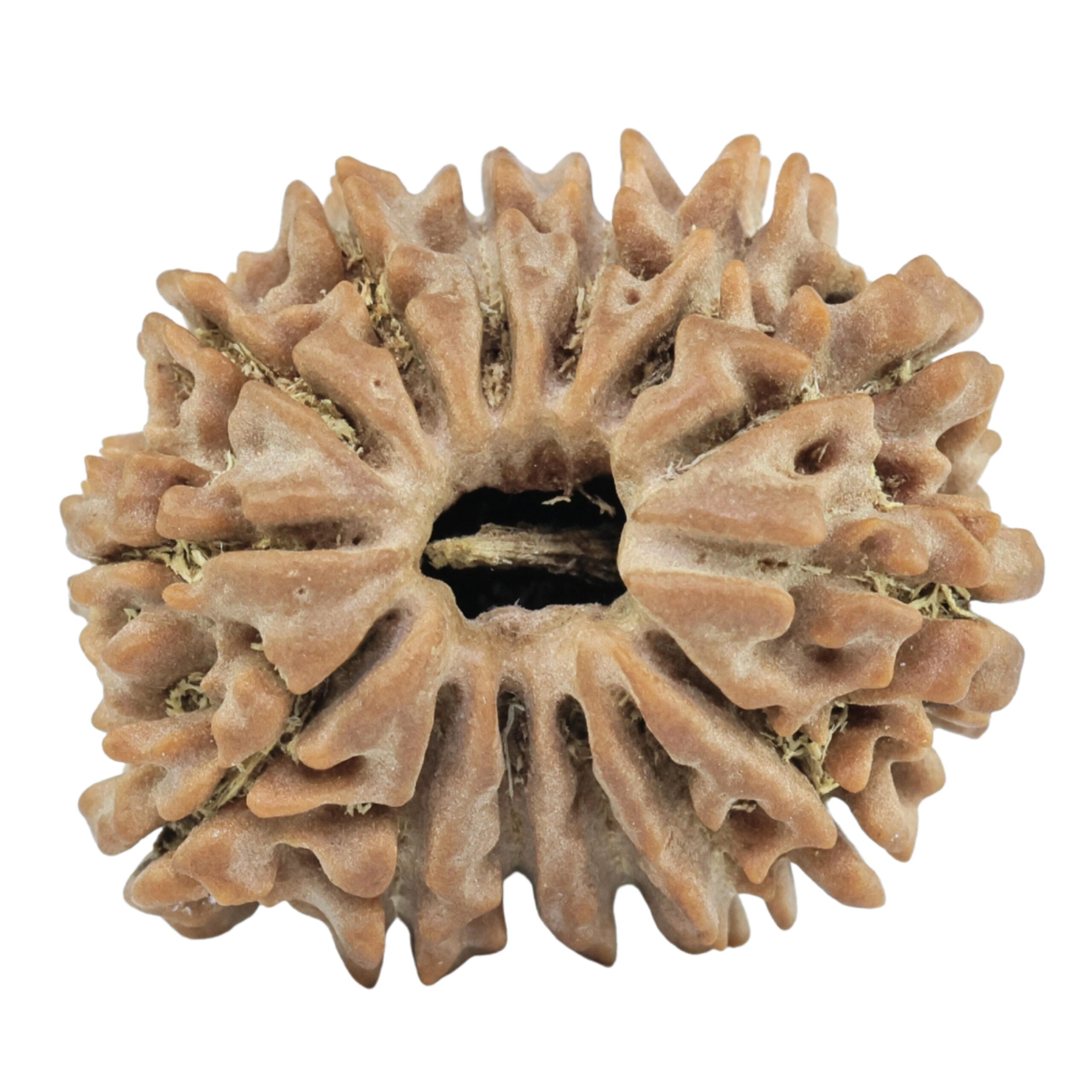 14 Mukhi Rudraksha 23.7mm 3.63gm - Rudraksha