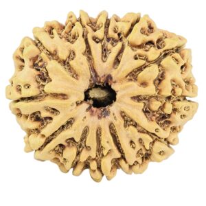 12 Mukhi Rudraksha 28.7mm 4.51gm - Rudraksha