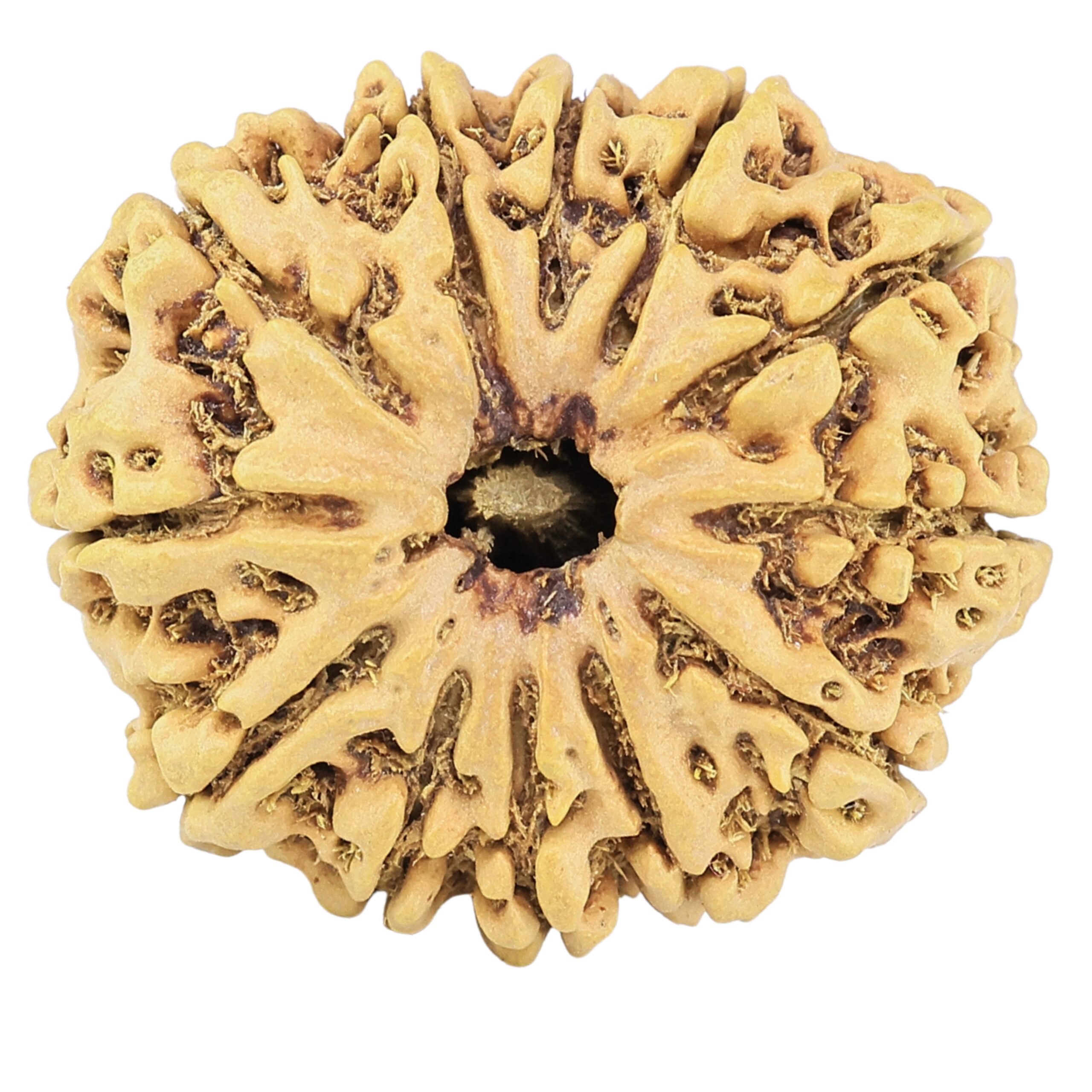 12 Mukhi Rudraksha 28.7mm 4.51gm - Rudraksha