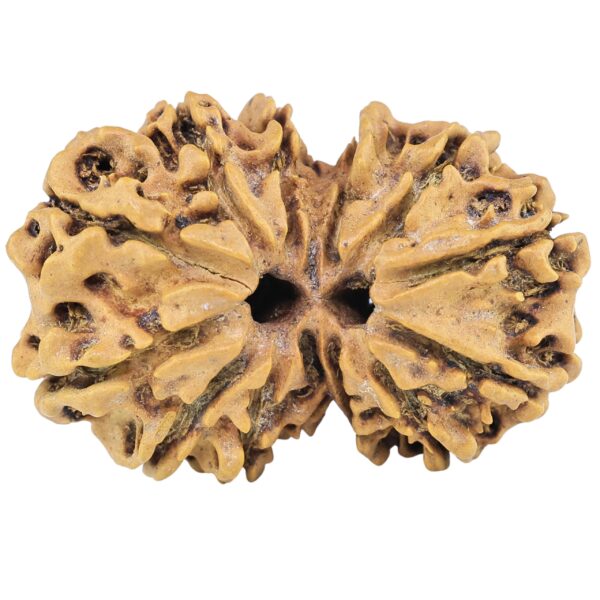 13 Mukhi Gaurishankar 29.7mm 3.8gm - Rudraksha