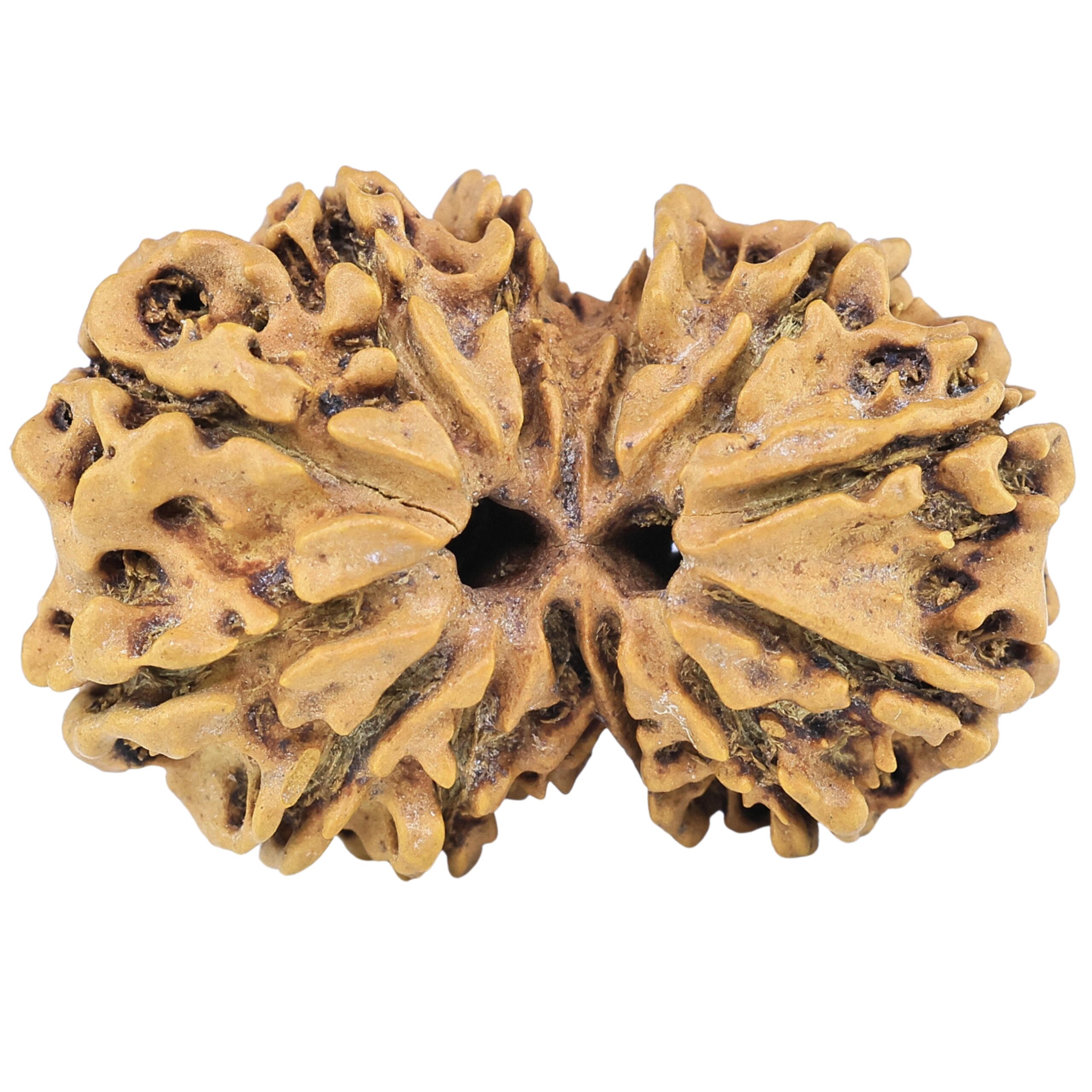 13 Mukhi Gaurishankar 29.7mm 3.8gm - Rudraksha