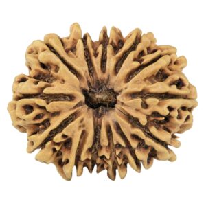 13 Mukhi Rudraksha 32.1mm 4.84gm - Rudraksha