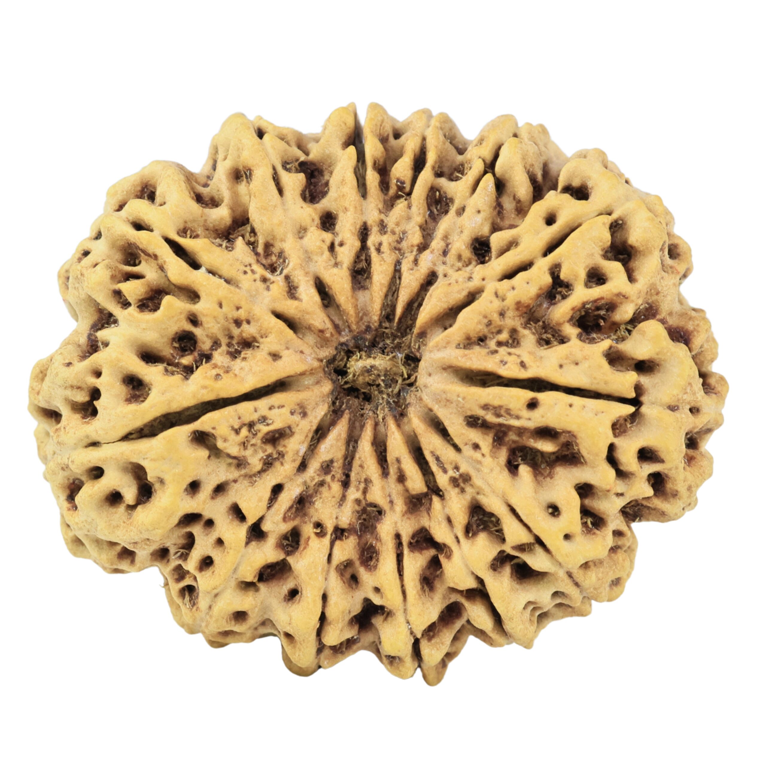 13 Mukhi Rudraksha 34.2mm 7.26gm - Rudraksha