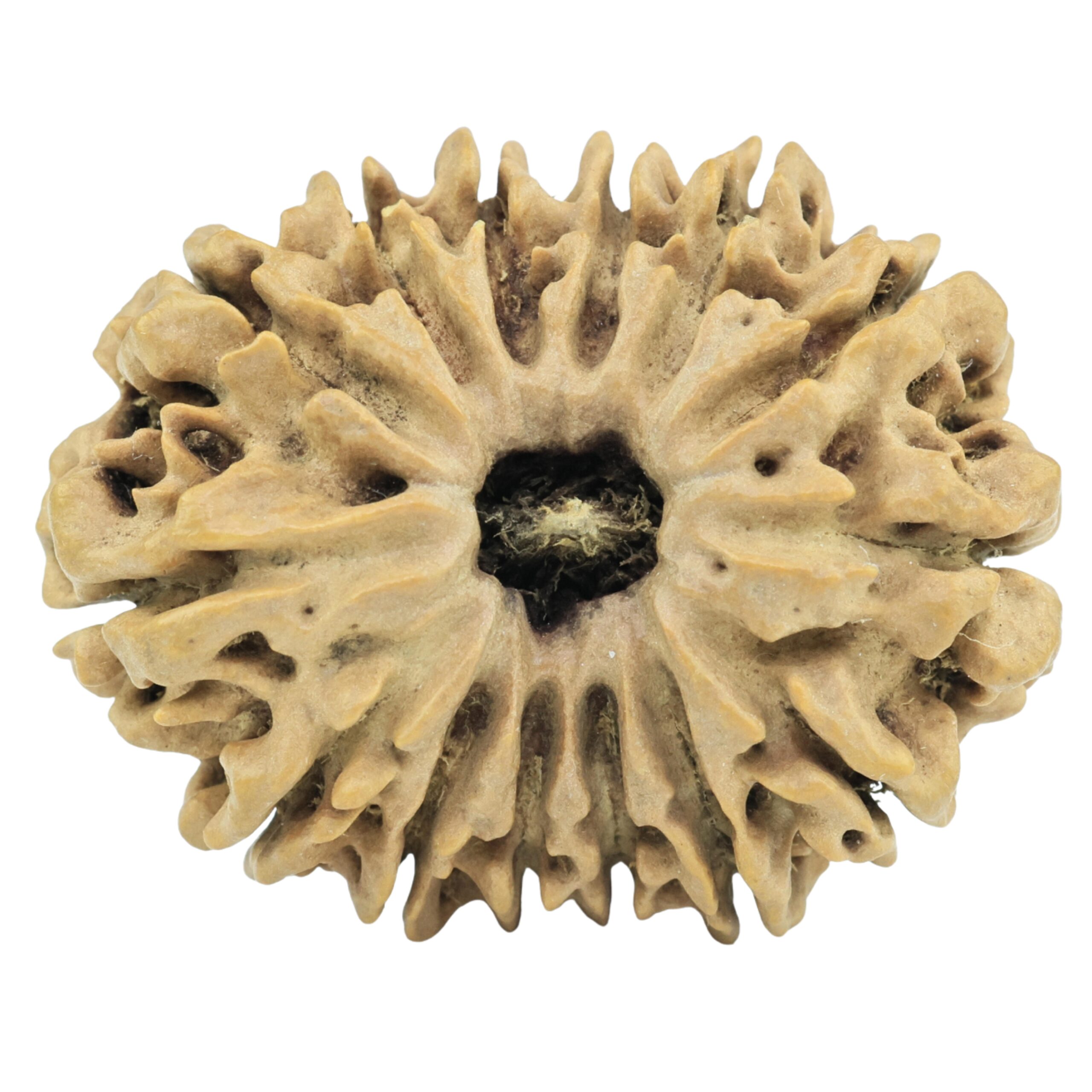 14 Mukhi Rudraksha 30.2mm 5gm - Rudraksha
